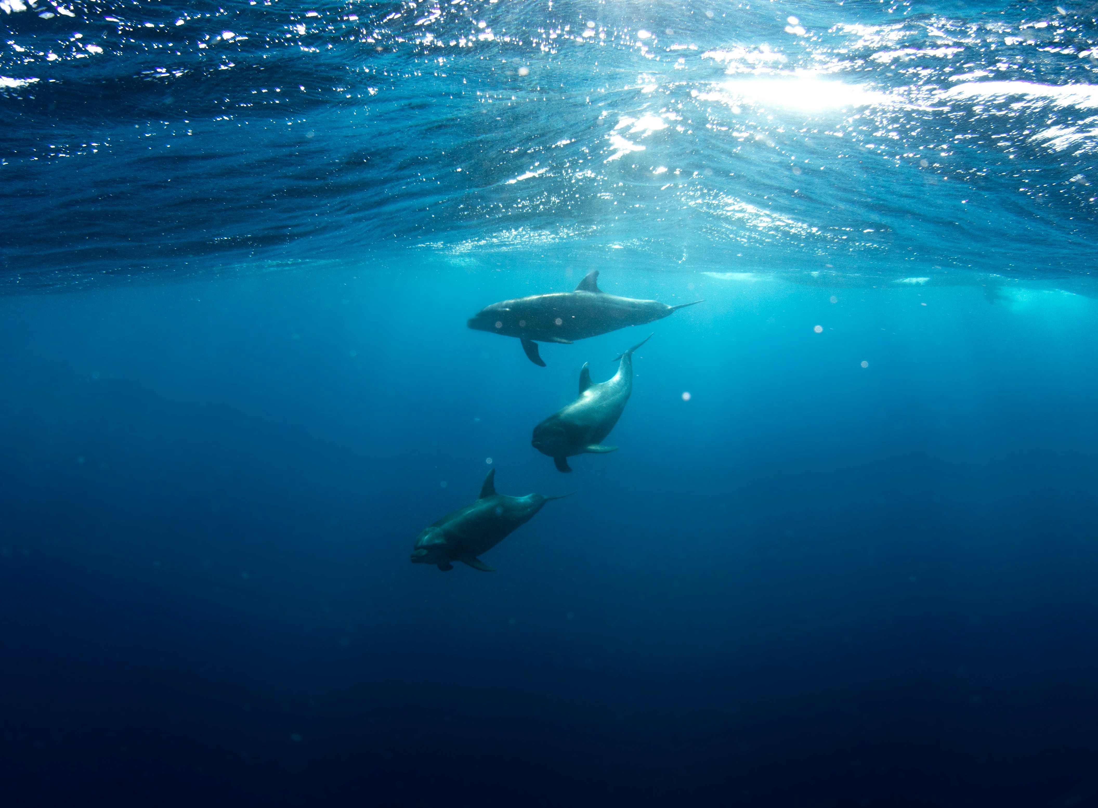 three shark underwater